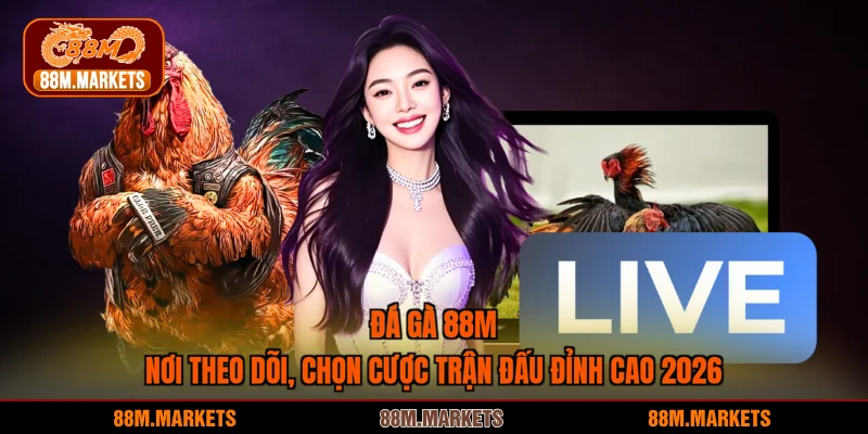 Đá Gà 88M - Nơi Theo Dõi, Chọn Cược Trận Chiến Kê Đỉnh Cao
